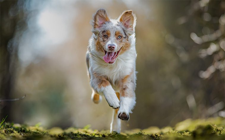 Den fascinerande historien om Australian Shepherd – En hund med oöverträffad energi och intelligens