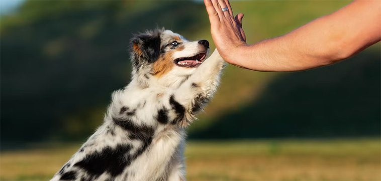 Den fascinerande historien om Australian Shepherd – En hund med oöverträffad energi och intelligens