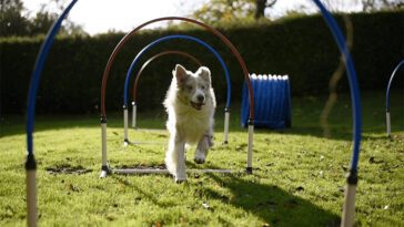 Från hobby till tävling: Så har Hoopers blivit en av de mest populära hundsporterna