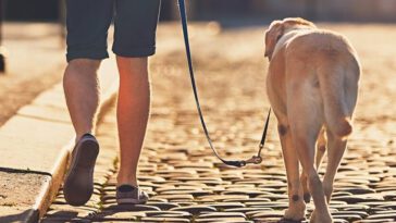 Hundlivet styr bostadsvalet – majoriteten av hundägare kan tänka sig att flytta
