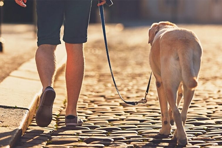 Hundlivet styr bostadsvalet – majoriteten av hundägare kan tänka sig att flytta