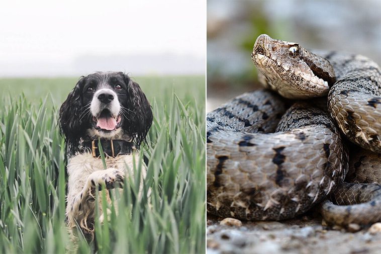 När ormen hugger – så skyddar du din hund på rätt sätt
