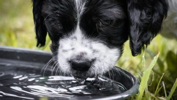 Därför ska du aldrig låta din hund dricka ur offentliga vattenskålar – veterinärer slår larm