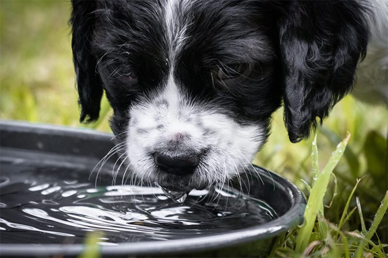 Därför ska du aldrig låta din hund dricka ur offentliga vattenskålar – veterinärer slår larm