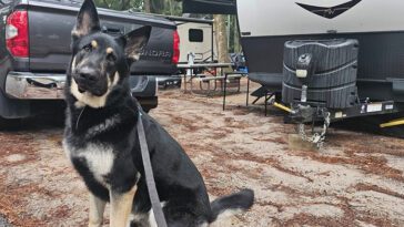 Hundattack på camping i Oskarshamn – polisanmälan upprättad