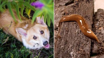 Specialtränad hund sätts in i jakten på invasiv mördarmask i Enköping