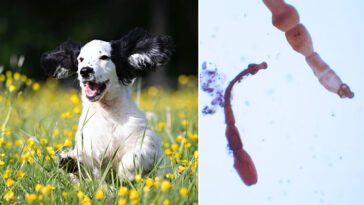 Livsfarlig parasit sprids i Sverige – hundar en viktig smittväg