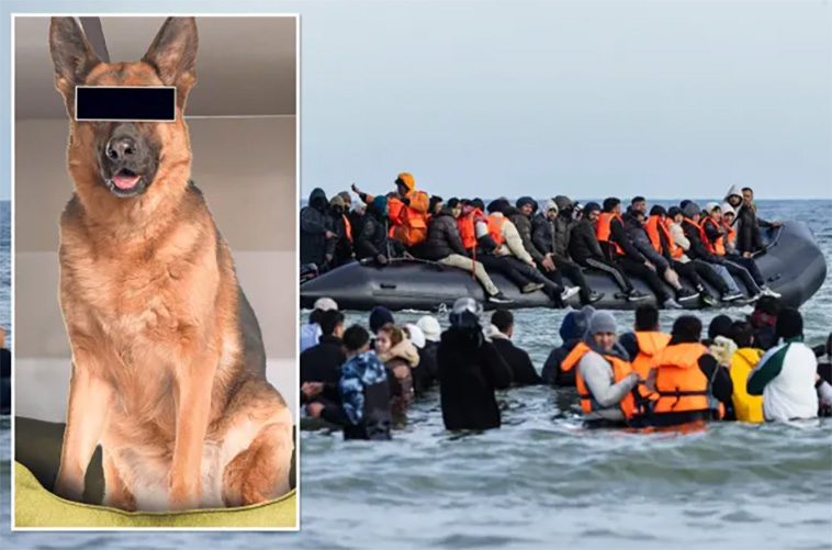 Migrants schäfer korsade Engelska kanalen i gummibåt – nu får skattebetalarna stå för vården