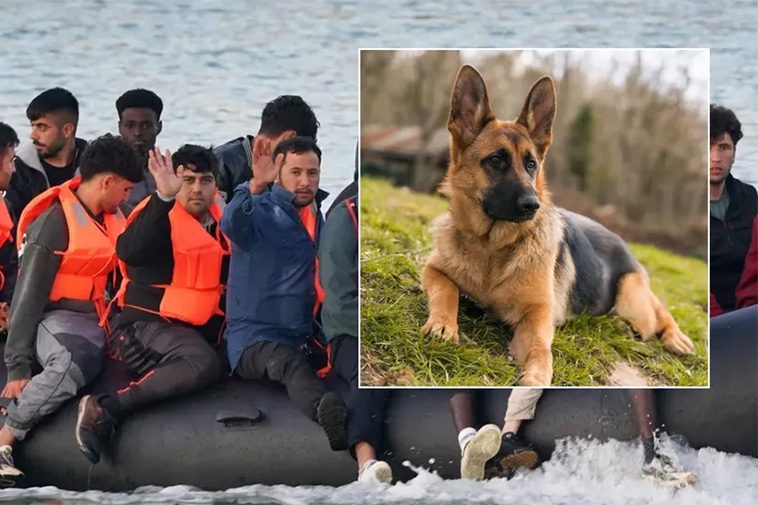 Migrants hund korsade Engelska kanalen i gummibåt – nu får skattebetalarna stå för vården