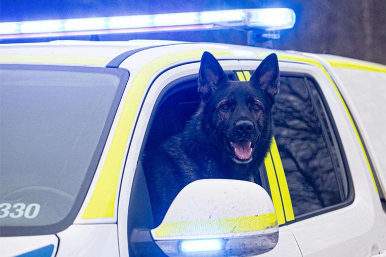 Bullrande burar och stressade polishundar – Jordbruksverket klargör ...