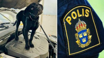 Sötchock: En dag med Polisen Stockholms allra sötaste nytillskott – sökhunden Diesel