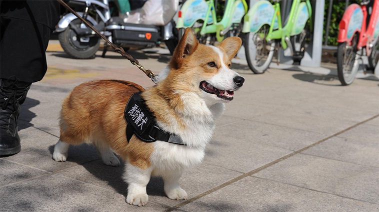 Kinas första och enda Corgi-polishund i nytt blåsväder: Stal korv från barn