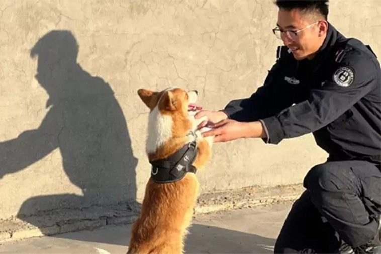 Kinas första och enda Corgi-polishund i nytt blåsväder: Stal korv från barn