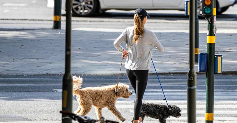 Mystiken kring prinsessan Madeleines hund – varför syns inte Oreo längre?