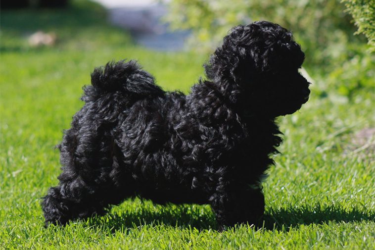 Hundraser: Puli