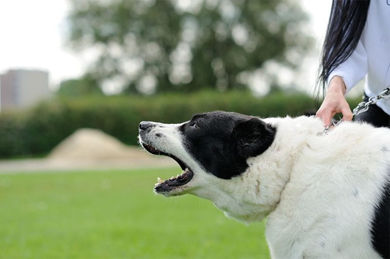 Så får du hunden att sluta skälla – ordet du aldrig bör använda