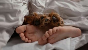 Därför bör du överväga att sova med din hund – Fördelarna och nackdelarna