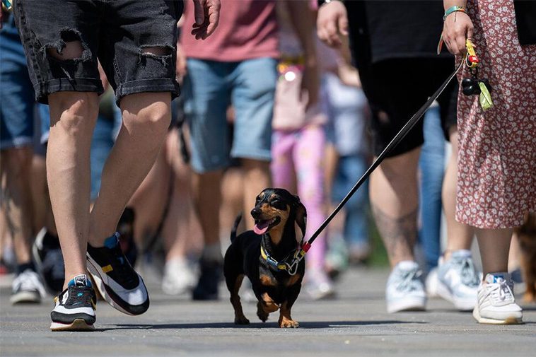 Taxparad i Budapest – hundratals kortbenta charmörer tågar mot rekord