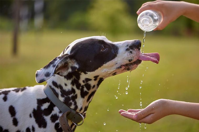 Så räddar du din hund från värmeslag – tecken du aldrig får ignorera
