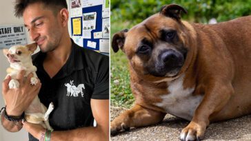 Veterinär delar med sig av svaren han helst slipper höra när han berättar att en hund är överviktig