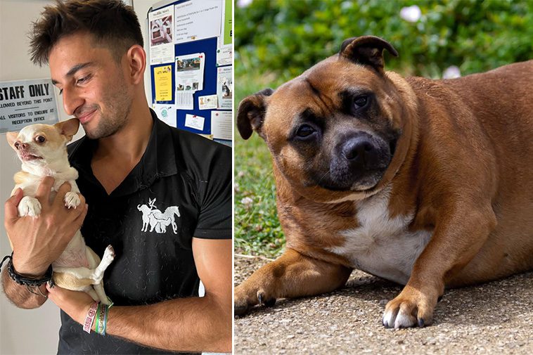 Veterinär delar med sig av svaren han helst slipper höra när han berättar att en hund är överviktig