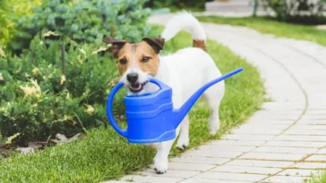 Varningen till hundägare: Två vanliga trädgårdsväxter som kan vara giftiga för din hund