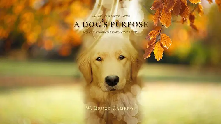 De 29 bästa hundfilmerna genom tiderna – med trailers: A Dogäs Purpose