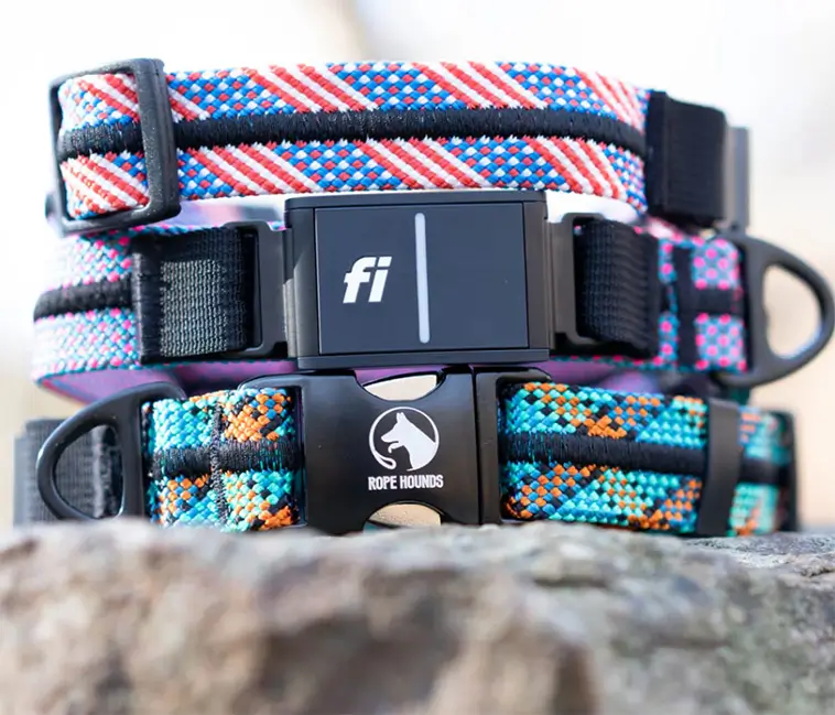 Nytt AI-halsband ska revolutionera hundhälsa – upptäcker både allergier och smitningsförsök