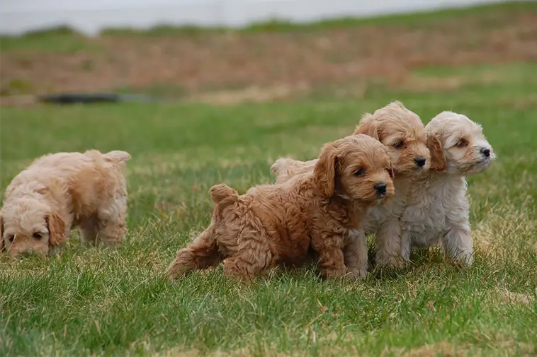 Hundraser: Cockerpoo