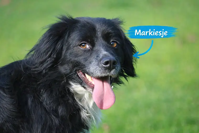 Markiesje: En sällsynt skatt bland alla hundraser