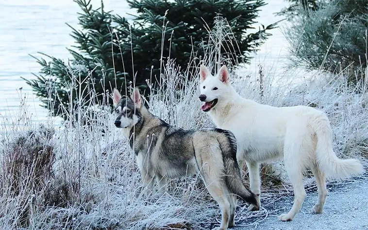 Northern Inuit Dog – här är hundrasen som blev Game of Thrones magiska vargar