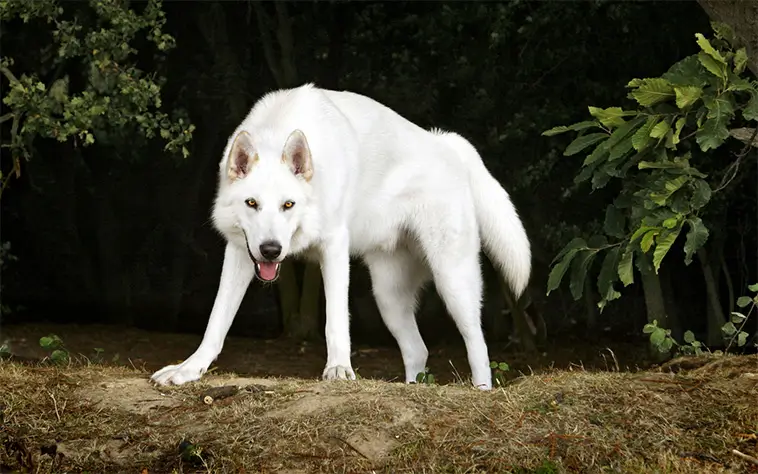 Northern Inuit Dog – här är hundrasen som blev Game of Thrones magiska vargar