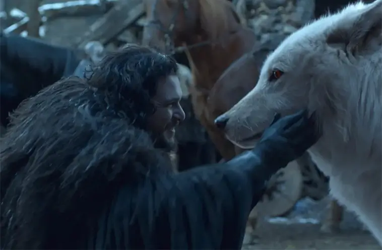 Northern Inuit Dog – här är hundrasen som blev Game of Thrones magiska vargar