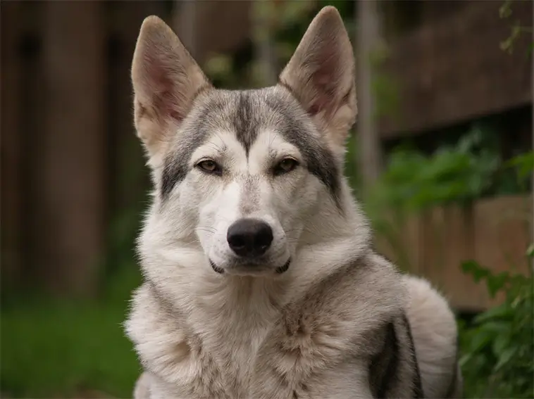 Northern Inuit Dog – här är hundrasen som blev Game of Thrones magiska vargar