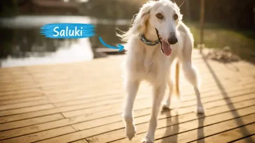 Saluki: Faraonernas hund och en av världens äldsta raser