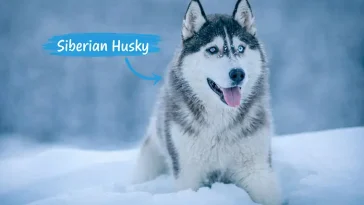 Siberian Huskys historia – från arktiska slädar till vilda stadsäventyr