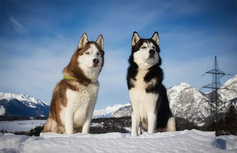 Siberian Huskys historia – från arktiska slädar till stadsäventyr