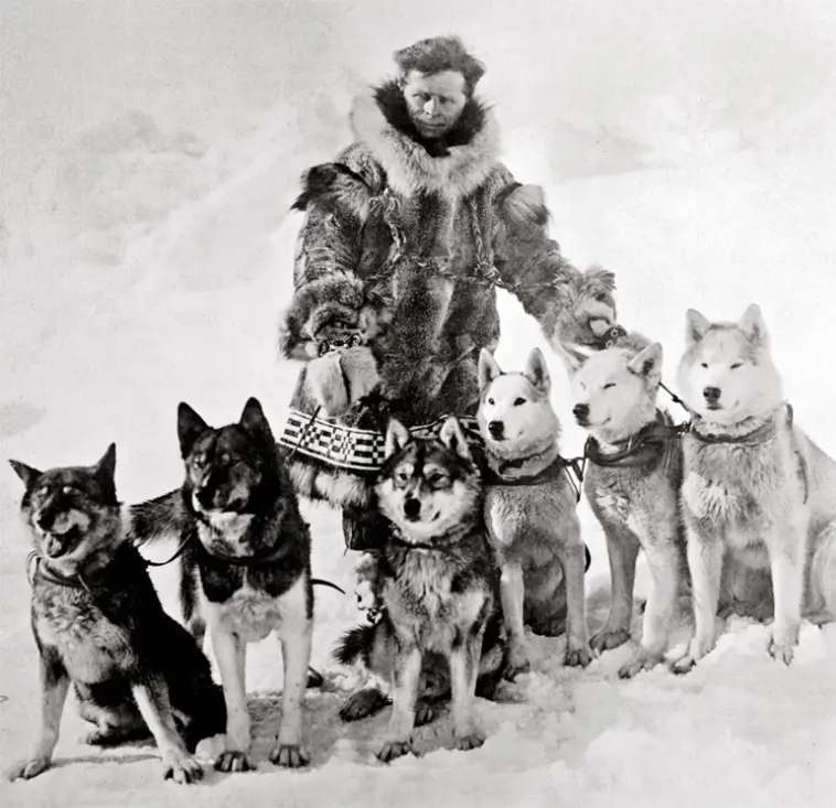 Siberian Huskys historia – från arktiska slädar till stadsäventyr