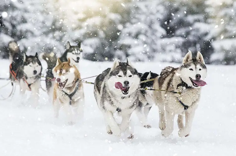 Siberian Huskys historia – från arktiska slädar till stadsäventyr