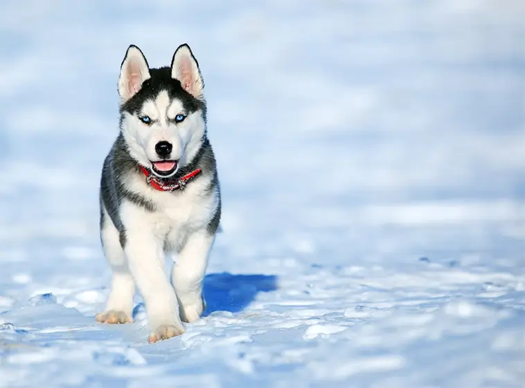 Siberian Huskys historia – från arktiska slädar till stadsäventyr