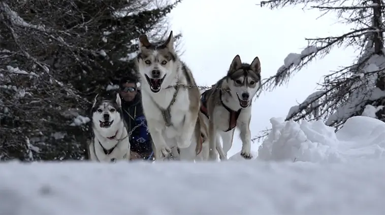 Siberian Huskys historia – från arktiska slädar till stadsäventyr
