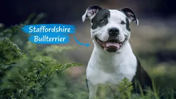Staffordshire Bullterrier – en tuff men älskvärd hund med en stark historia