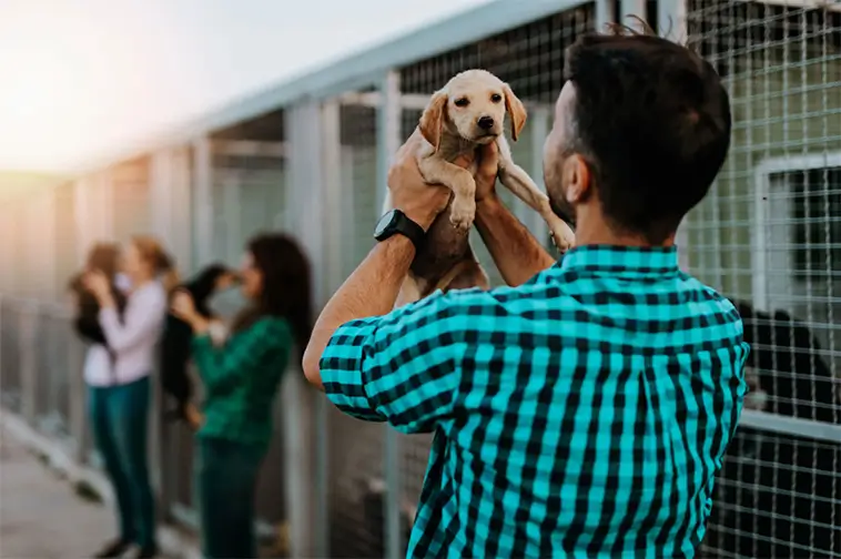 Fler vill adoptera hund – men få gör det i verkligheten