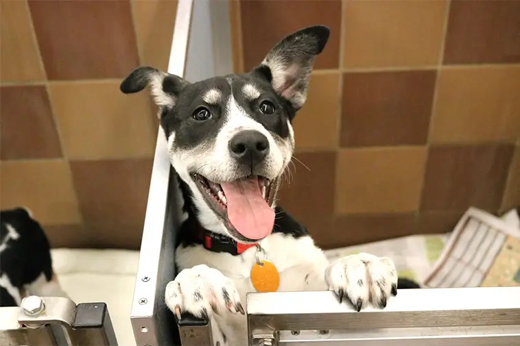 Fler vill adoptera hund – men få gör det i verkligheten