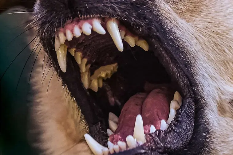 Fler larm om aggressiva hundar i Västerbotten – Leo dödades i attack: "Det gick på några sekunder"