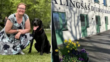 Alingsås Djursjukhus lät hund ligga och lida – för att de inte hade betalat