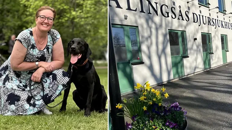 Alingsås Djursjukhus lät hund ligga och lida – för att de inte hade betalat
