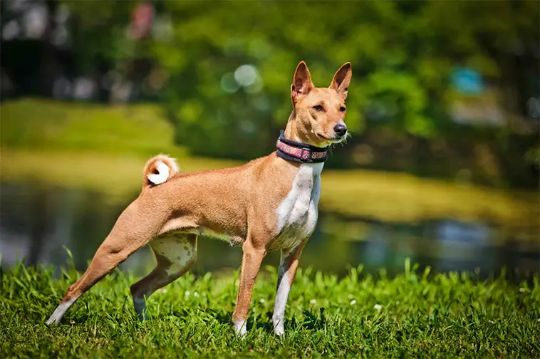 Basenji – Hunden som inte kan skälla