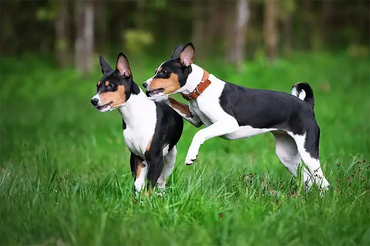 Basenji – Hunden som inte kan skälla