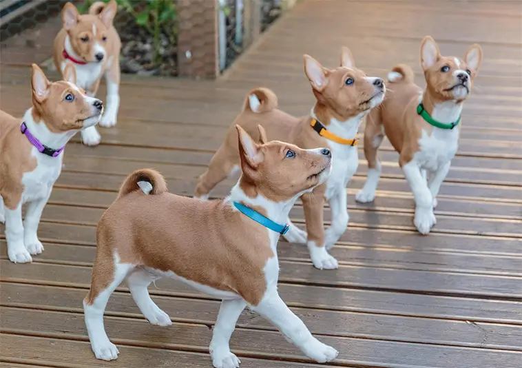 Basenji – Hunden som inte kan skälla